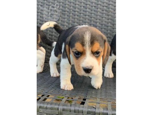 PoulaTo: Κουτάβια Beagle Tricolor..